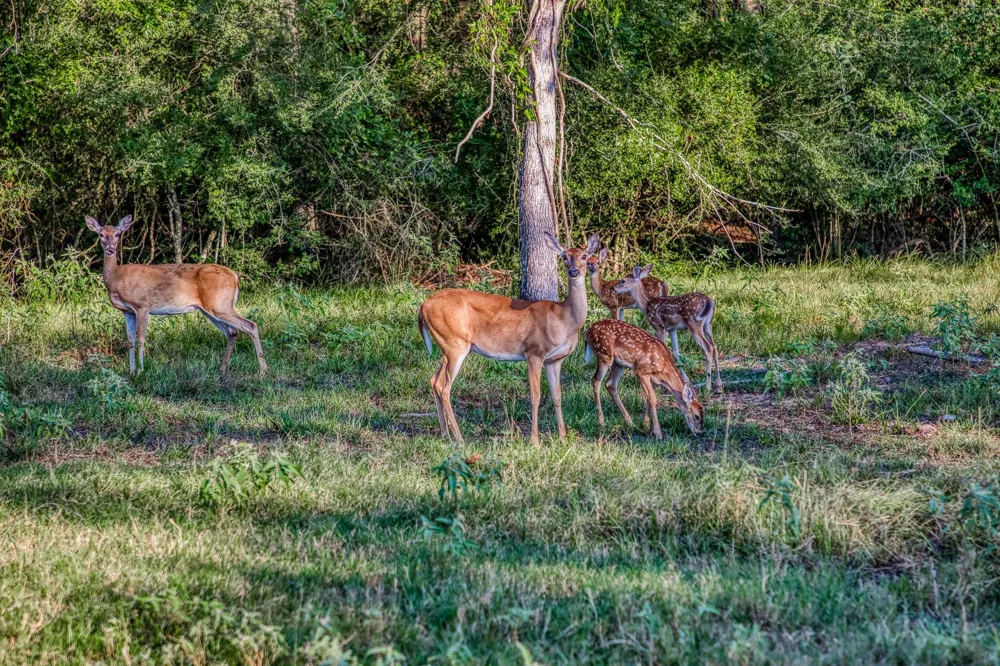 5344 Andert Road Bryan, TX 77808