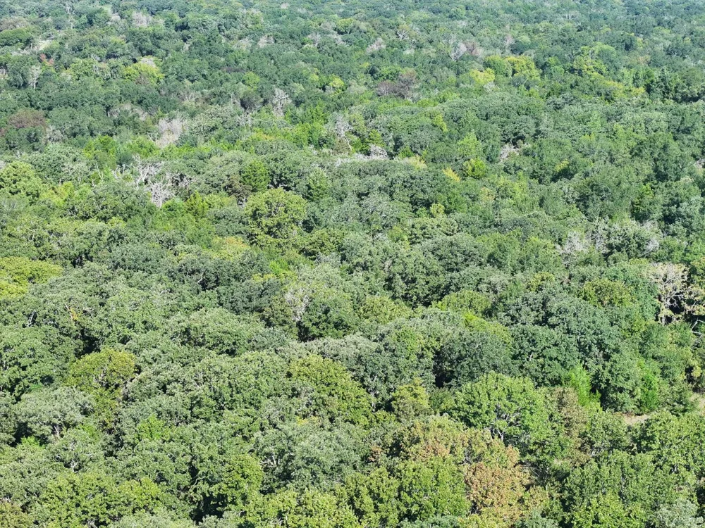 CR 935 Teague, TX 75860
