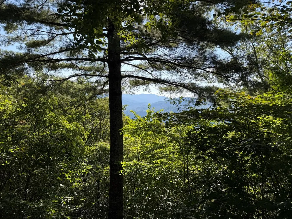 Mystic Ridge Way W Topton, NC 28781