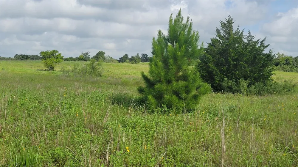 County Road 213 Anderson, TX 77830