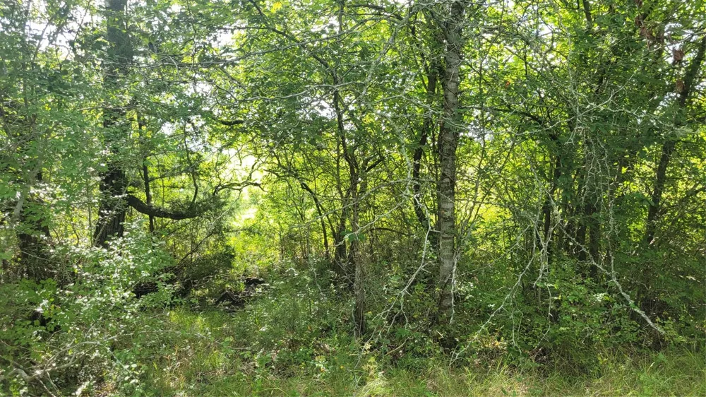 County Road 213 Anderson, TX 77830