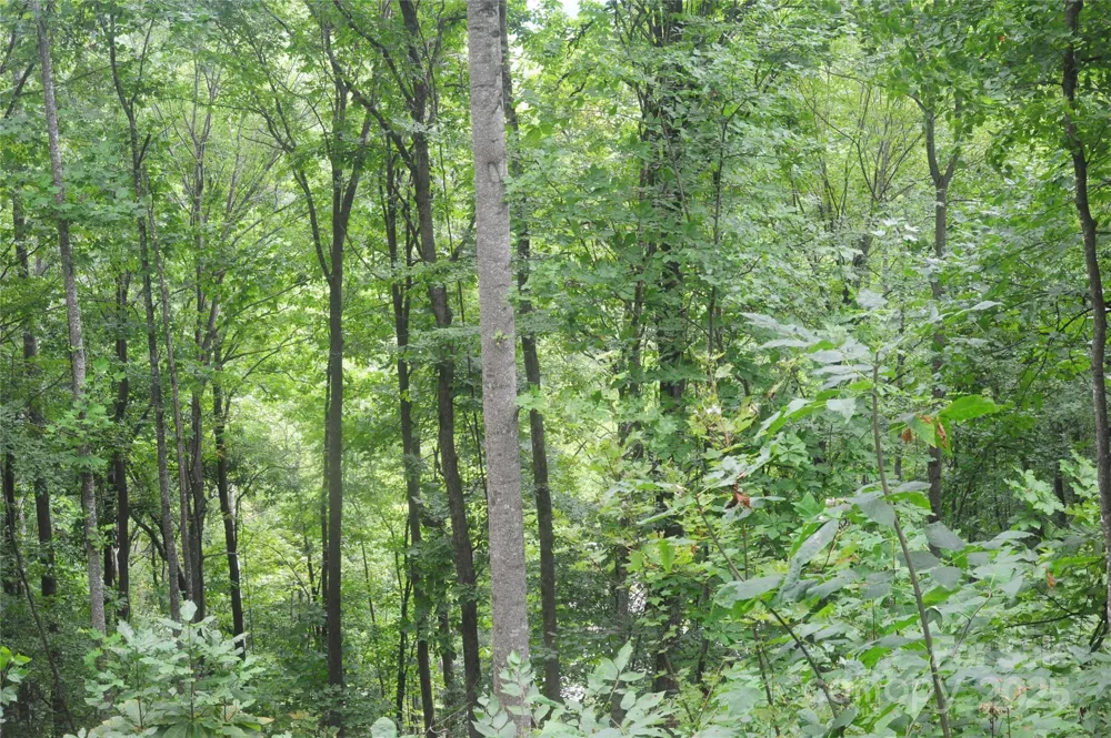 9 Wood Haven Lane #108 Black Mountain, NC 28711
