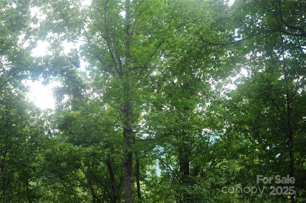 9 Wood Haven Lane #108 Black Mountain, NC 28711