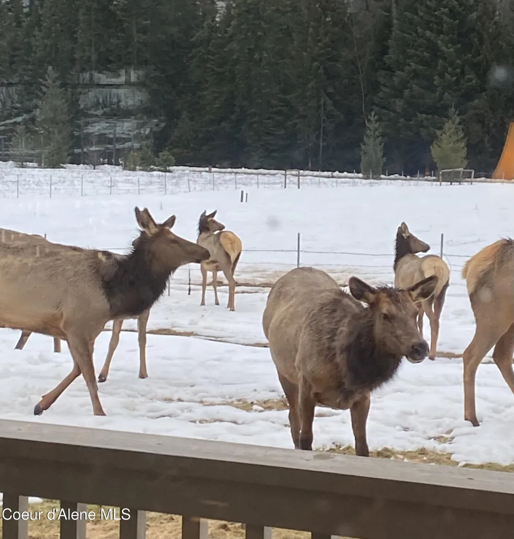 828 W Fork Eagle Creek Road Wallace, ID 83873