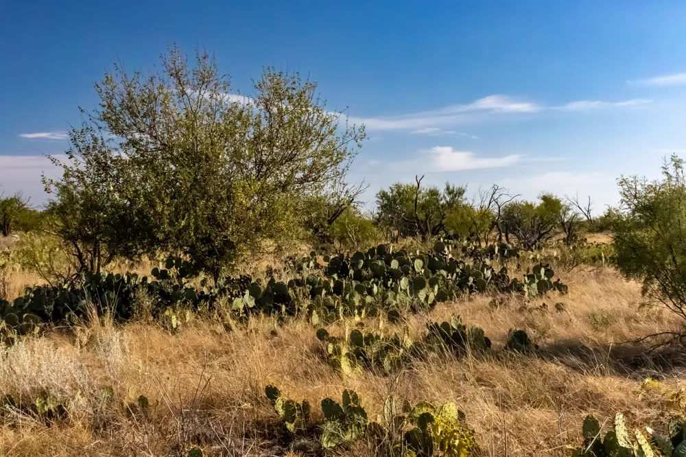 County Road 242 Clyde, TX 79510