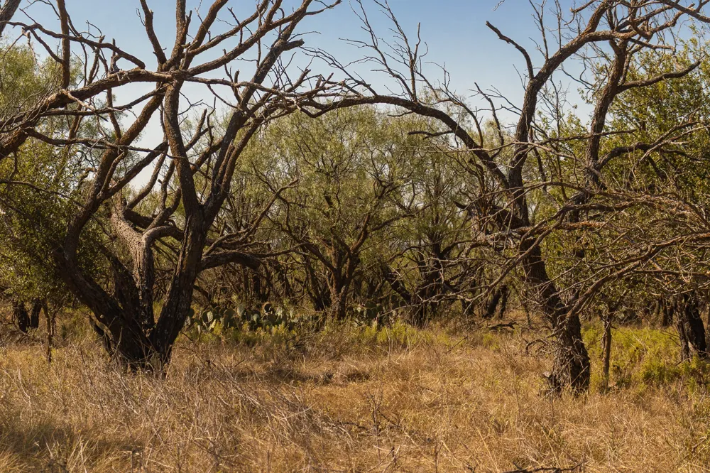 County Road 242 Clyde, TX 79510