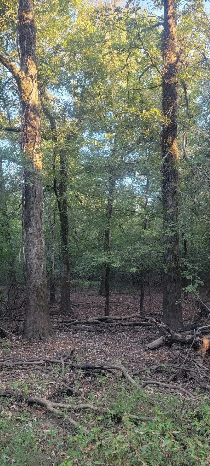 FM 2517 Carthage, TX 75633