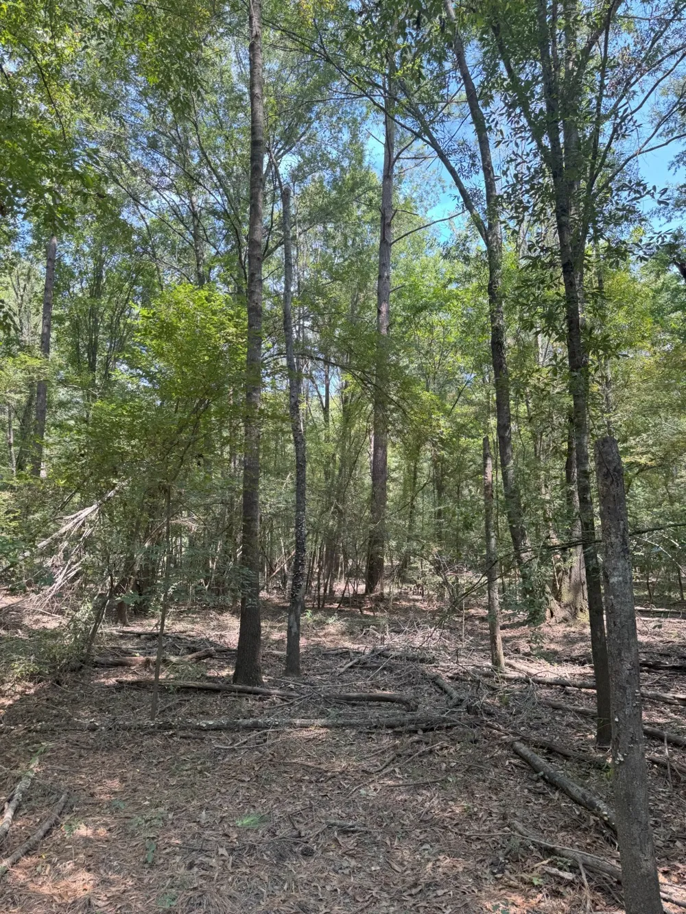 FM 2517 Carthage, TX 75633