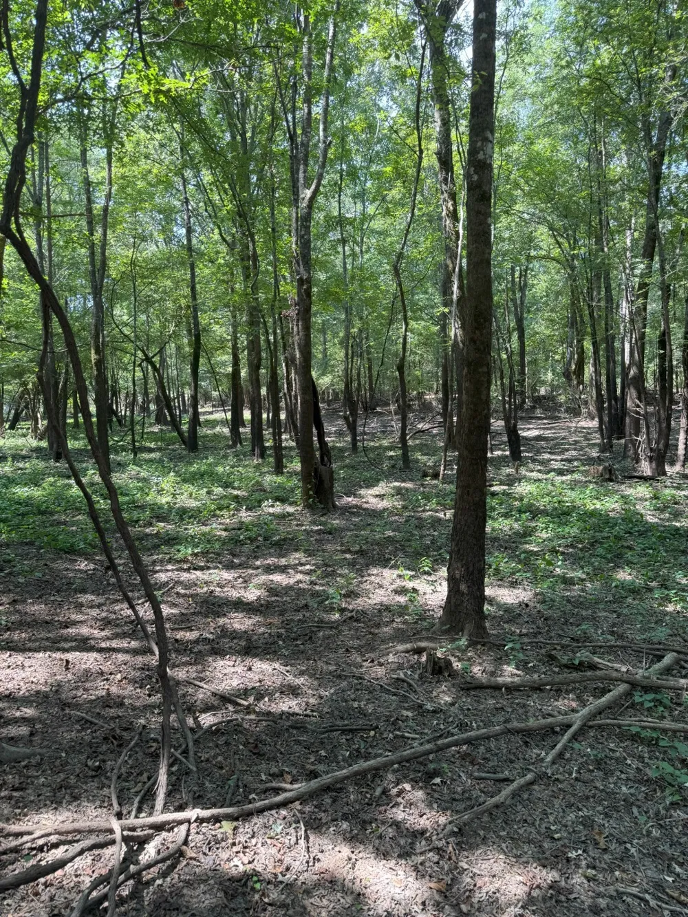 FM 2517 Carthage, TX 75633