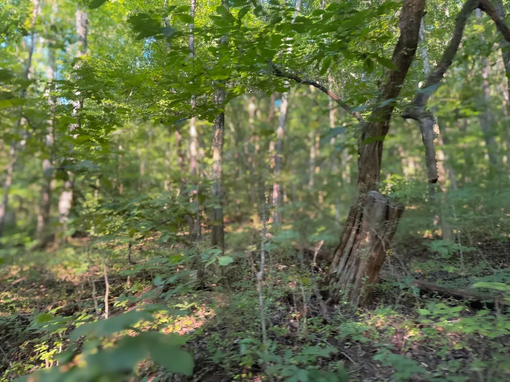 0 Lazy Branch Road Wartrace, TN 37183