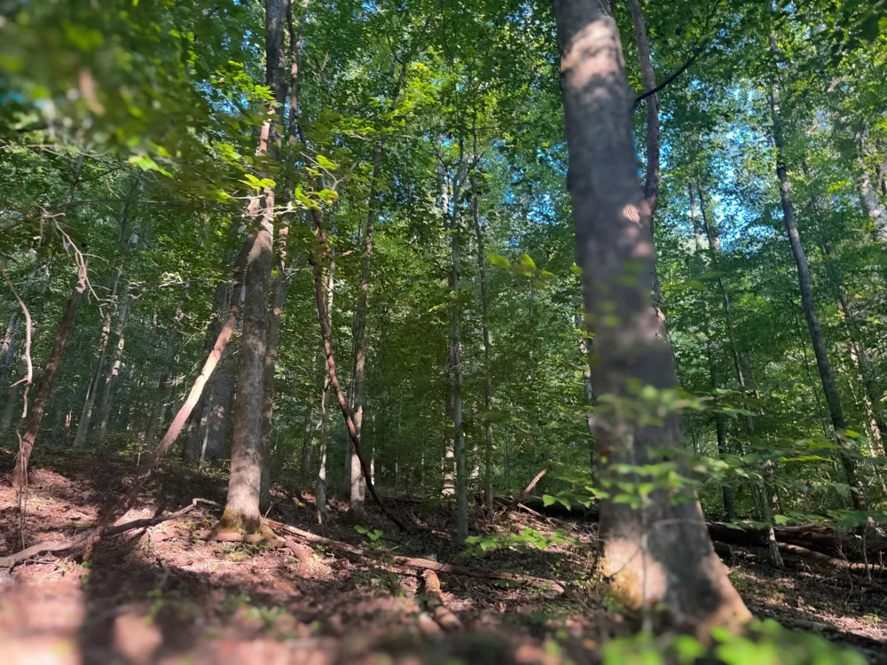 0 Lazy Branch Road Wartrace, TN 37183
