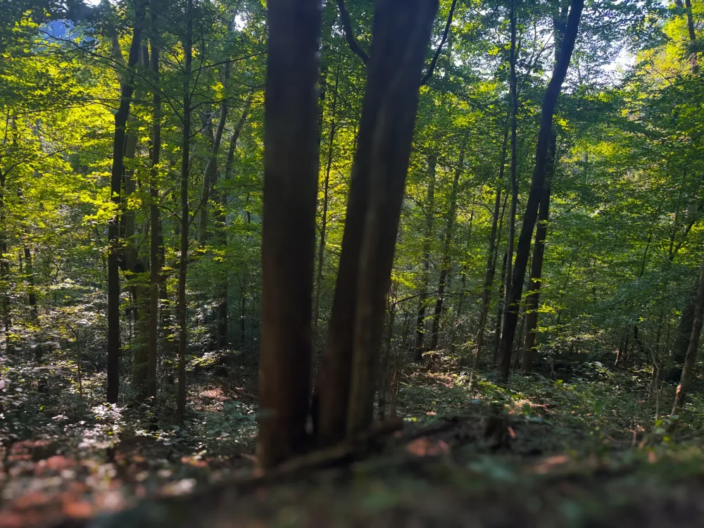 0 Lazy Branch Road Wartrace, TN 37183
