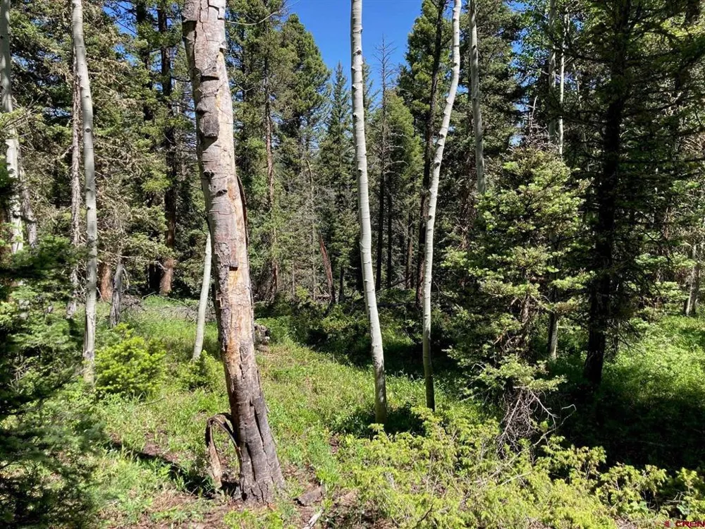 147 Ridge Road Cimarron, CO 81220