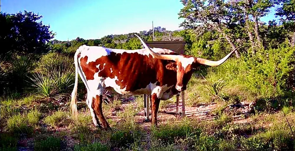 1200 Lipan Apache Run Blanco, TX 78606