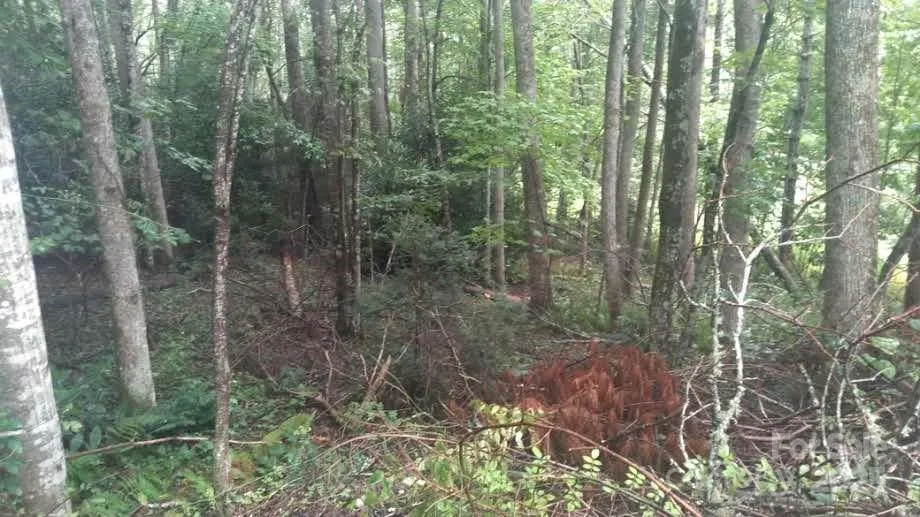 7360 NC 183 Highway Newland, NC 28657