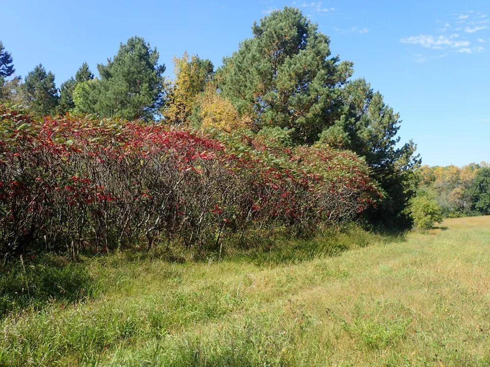 TBD8.5 County Road 106 Monticello, MN 55362