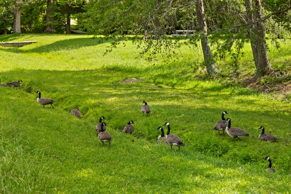 Cloudland Trace Chickamauga, GA 30707