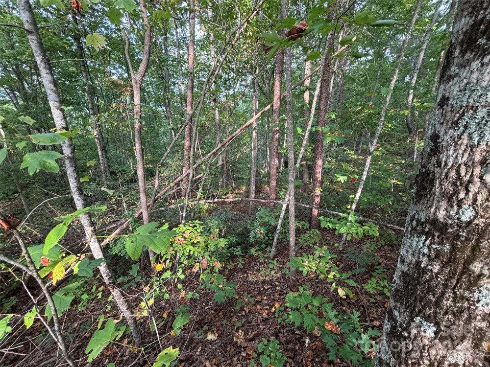 Lot 7 Madison Lane Robbinsville, NC 28771