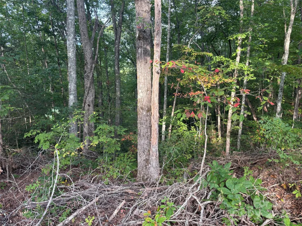 Lot 7 Madison Lane Robbinsville, NC 28771