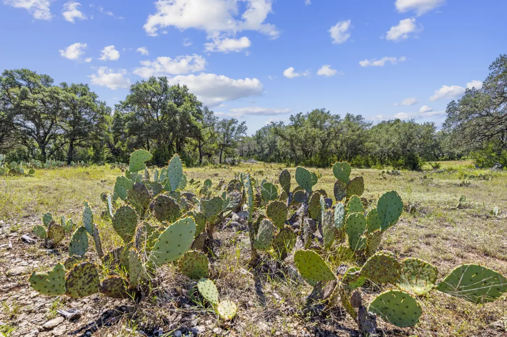 Heartleaf Lampasas, TX 76550
