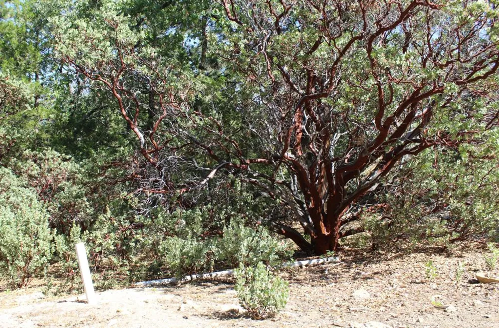 Gibbs-Gully Idyllwild, CA 92549