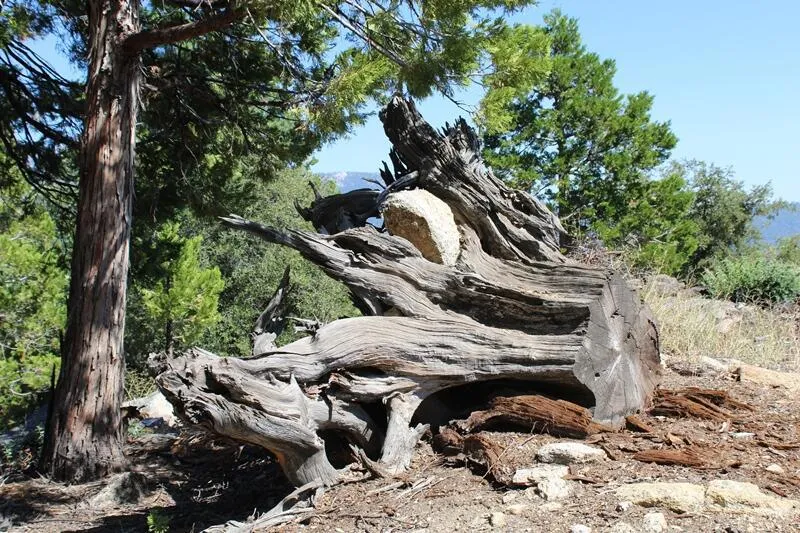 Gibbs-Gully Idyllwild, CA 92549