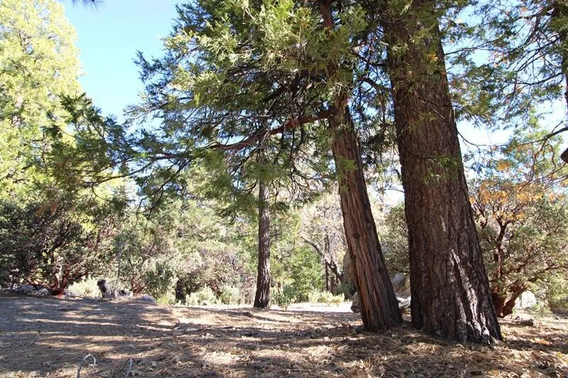 Gibbs-Gully Idyllwild, CA 92549