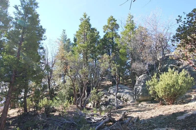 Gibbs-Gully Idyllwild, CA 92549