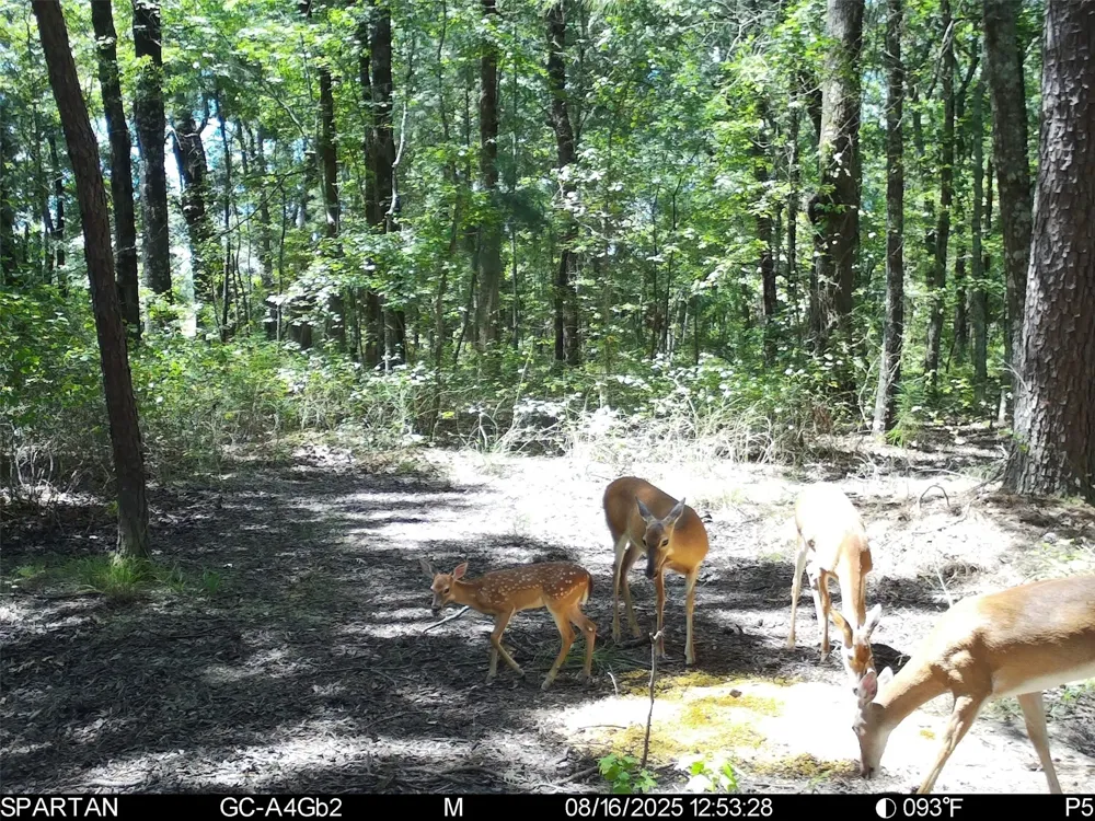 County Road 2592 Marietta, TX 75568