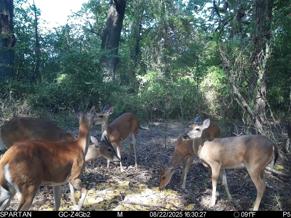 County Road 2592 Marietta, TX 75568