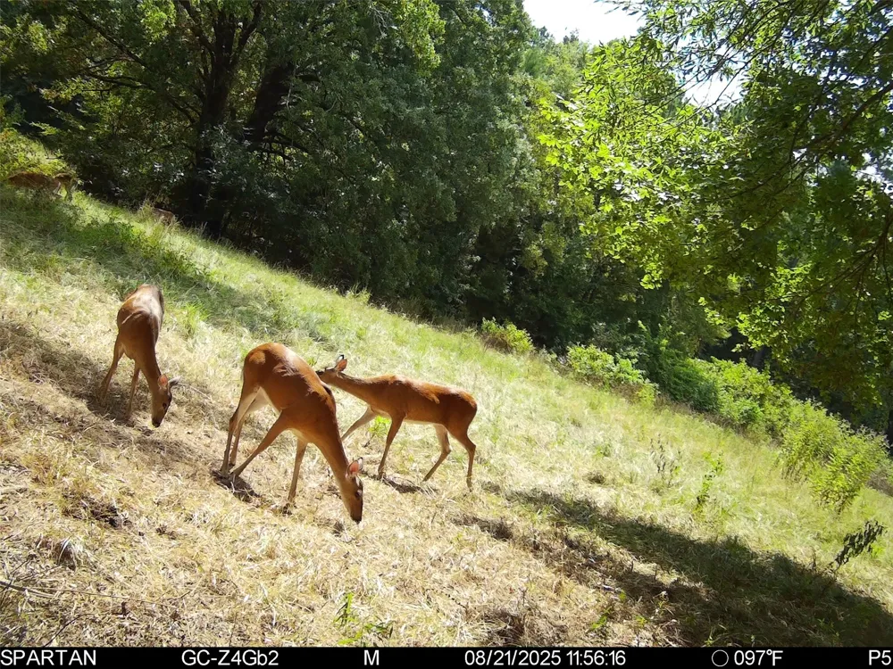 County Road 2592 Marietta, TX 75568