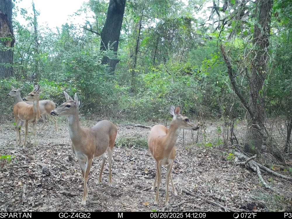 County Road 2592 Marietta, TX 75568