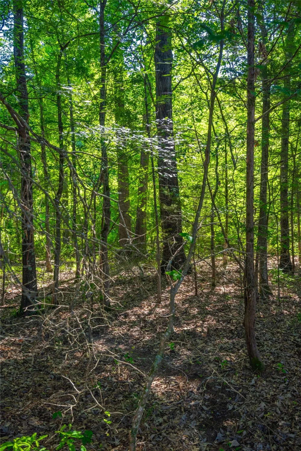 County Road 2592 Marietta, TX 75568
