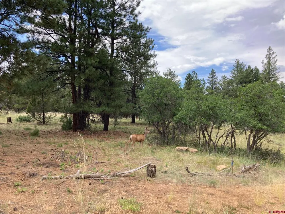 422 South Badger Trail Ridgway, CO 81432