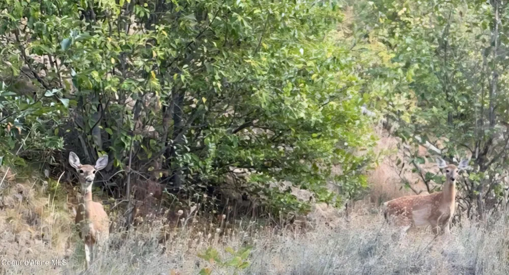 Lot 11 Flying Eagle Dr Harrison, ID 83833