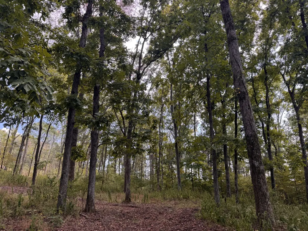 337 Carellton Dr Gallatin, TN 37066