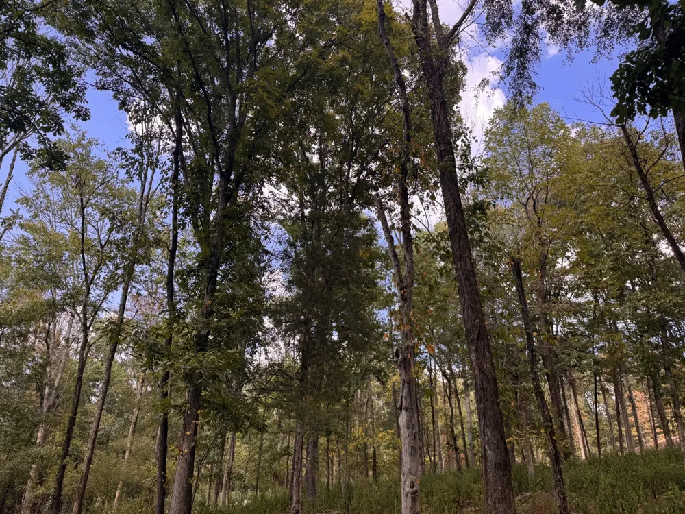 337 Carellton Dr Gallatin, TN 37066