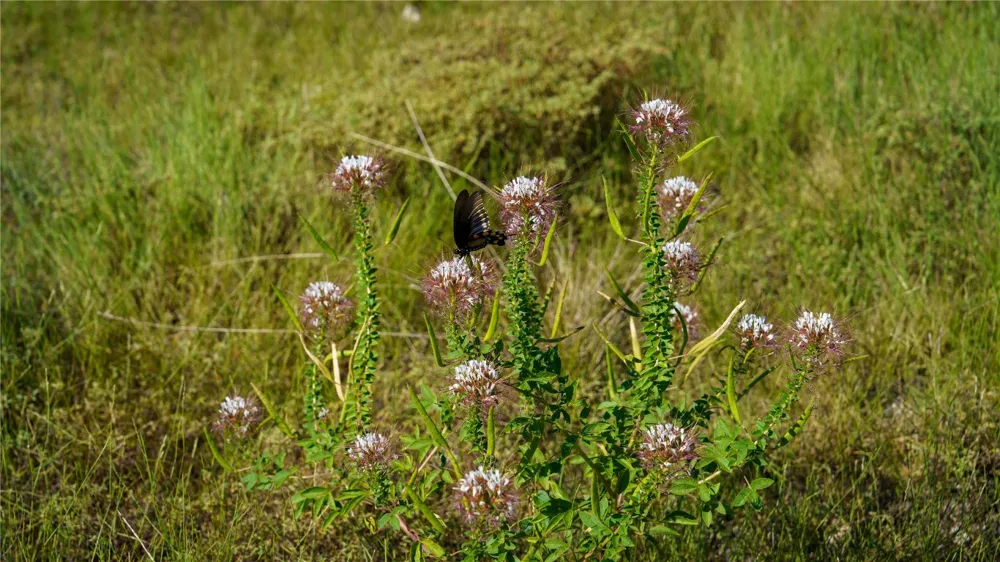 150 Branched Out Trail Kerrville, TX 78028