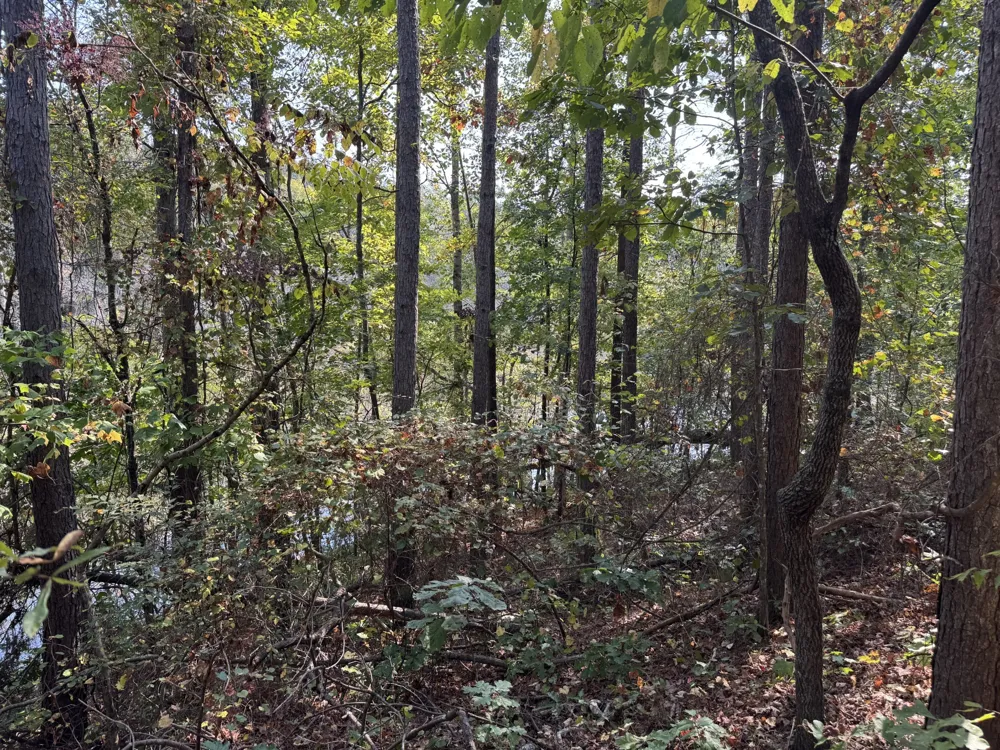 0 Sain Rd Bolivar, TN 38008