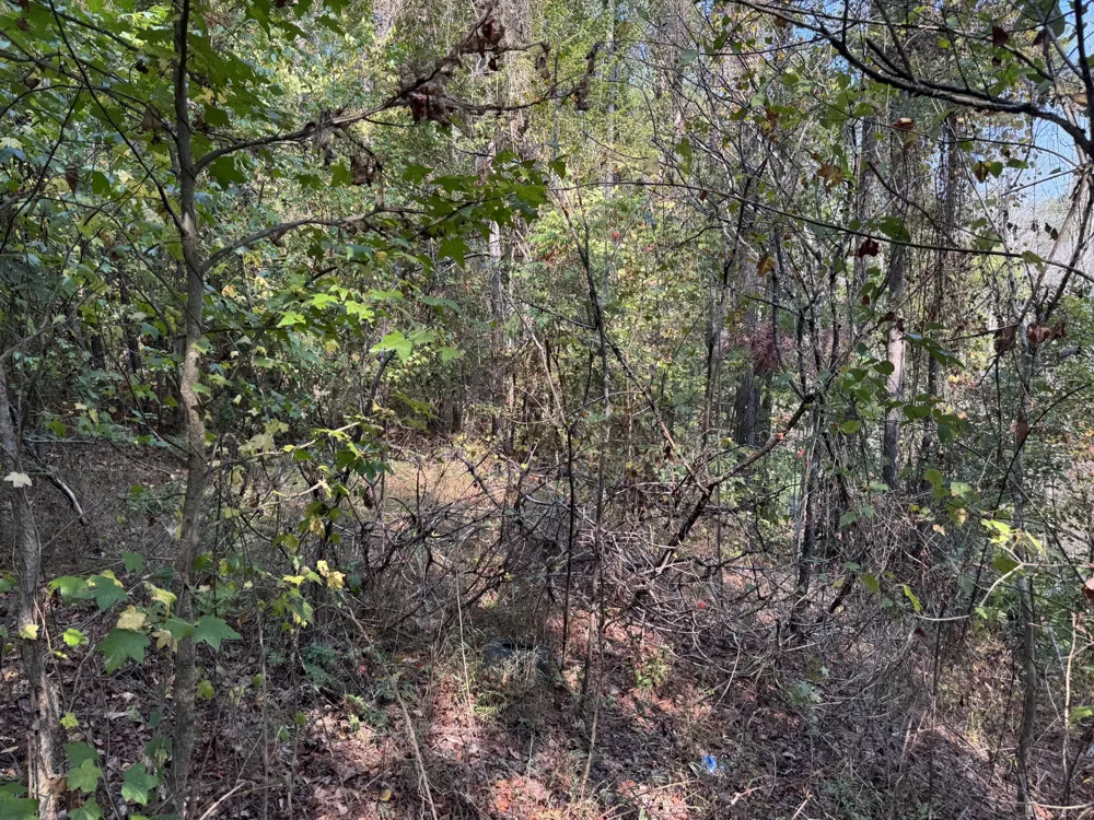 0 Sain Rd Bolivar, TN 38008