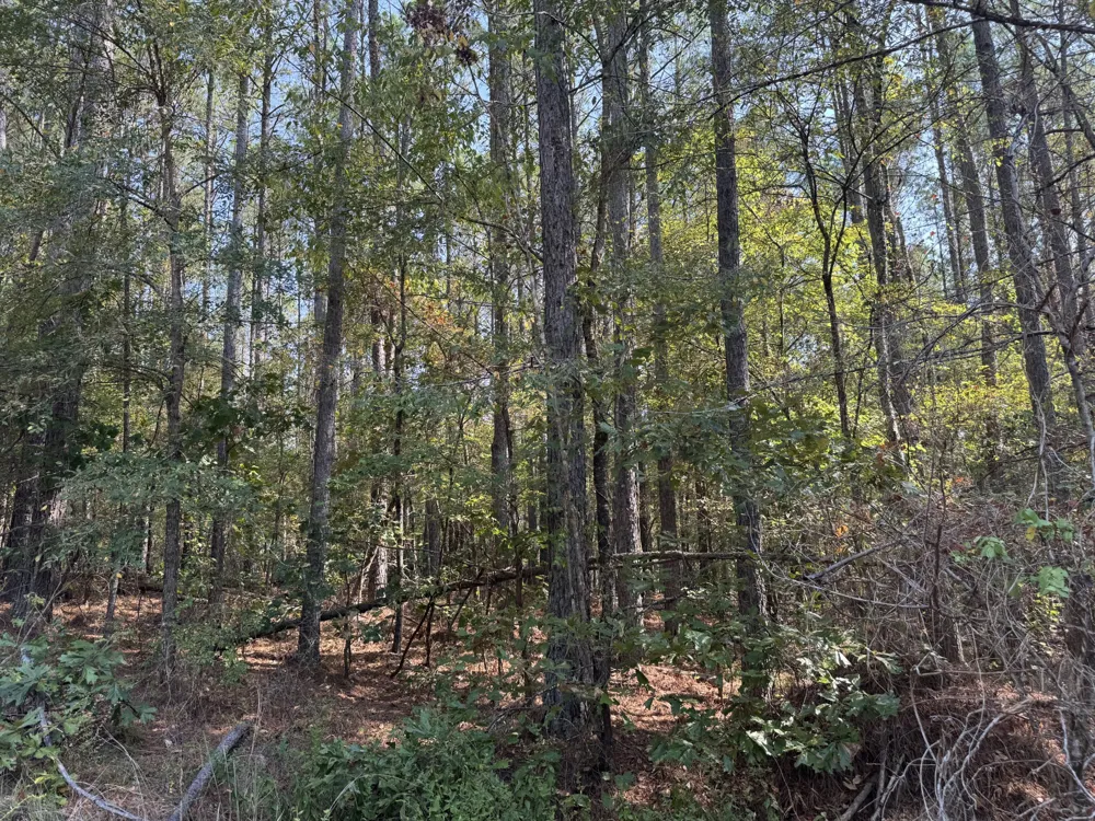 0 Sain Rd Bolivar, TN 38008