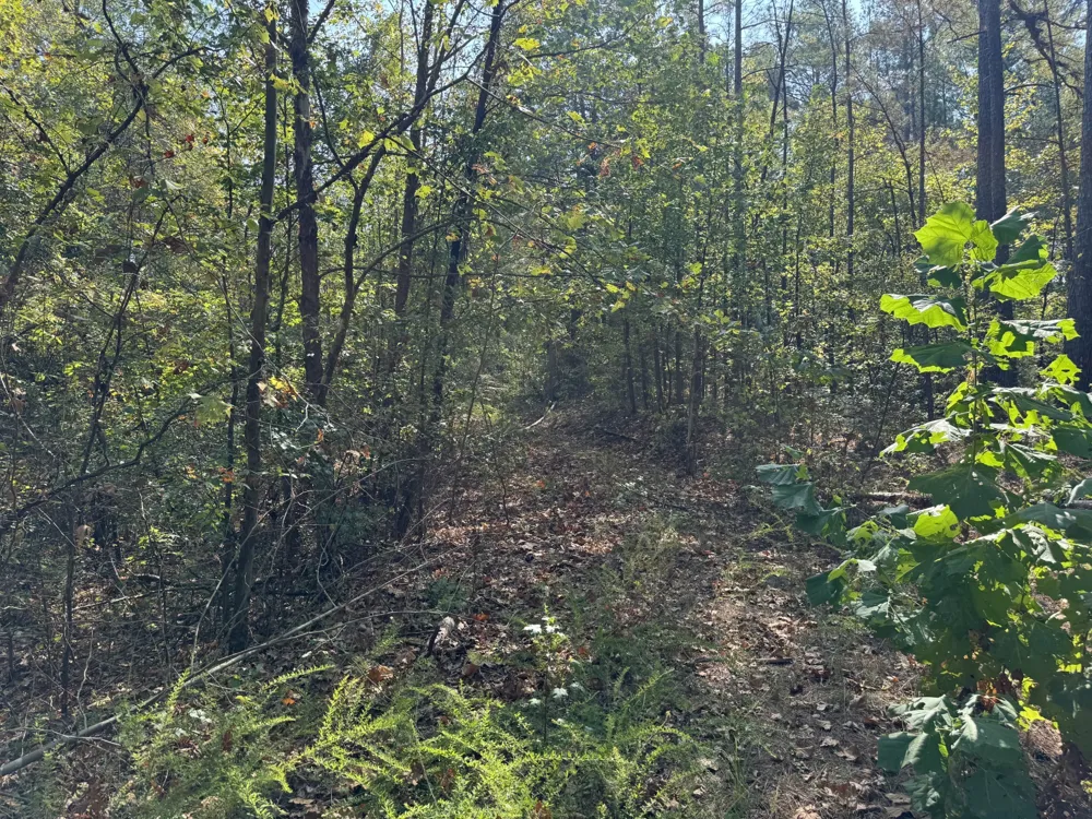 0 Sain Rd Bolivar, TN 38008