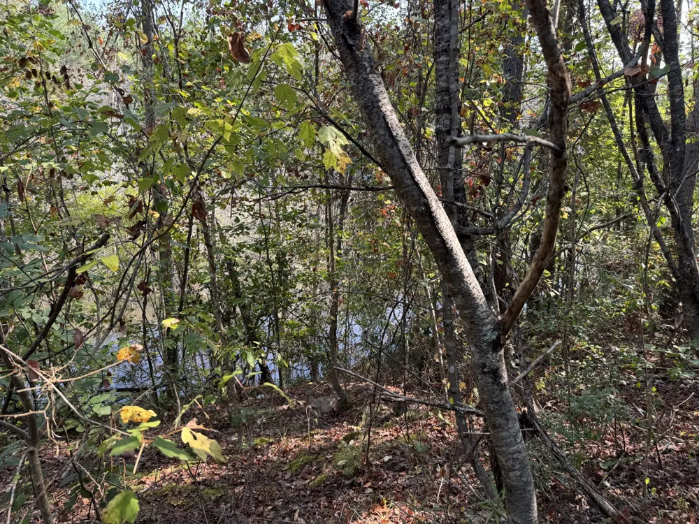 0 Sain Rd Bolivar, TN 38008