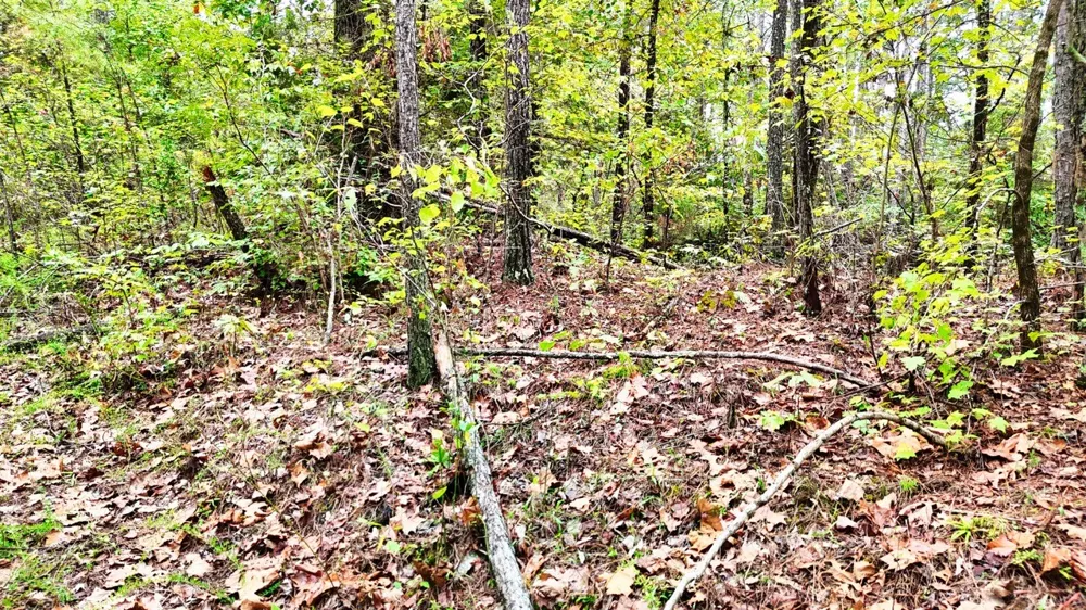 0 Sain Rd Bolivar, TN 38008