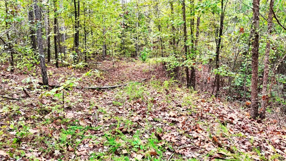 0 Sain Rd Bolivar, TN 38008