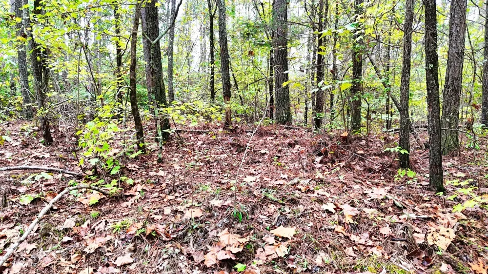 0 Sain Rd Bolivar, TN 38008
