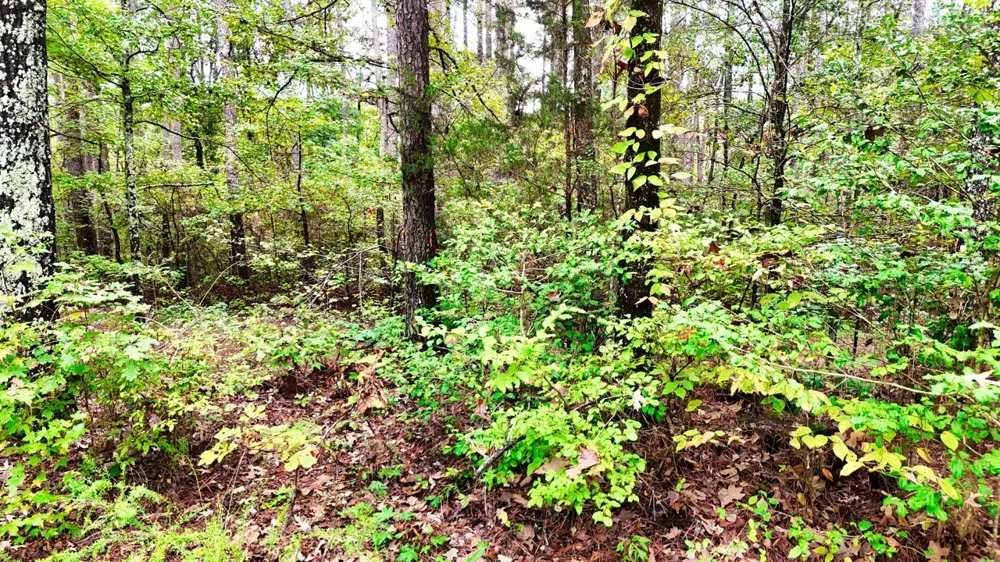 0 Sain Rd Bolivar, TN 38008