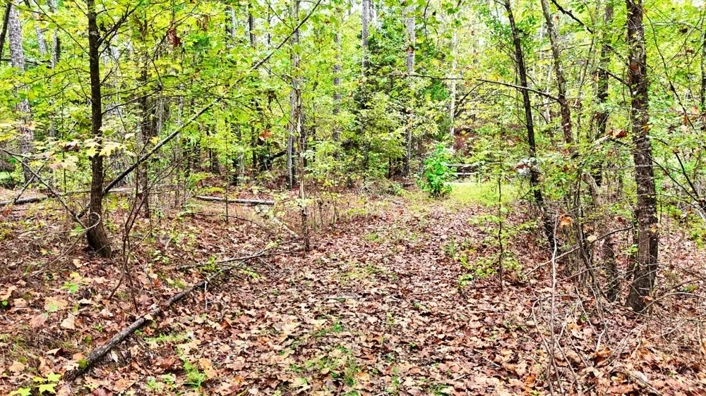 0 Sain Rd Bolivar, TN 38008