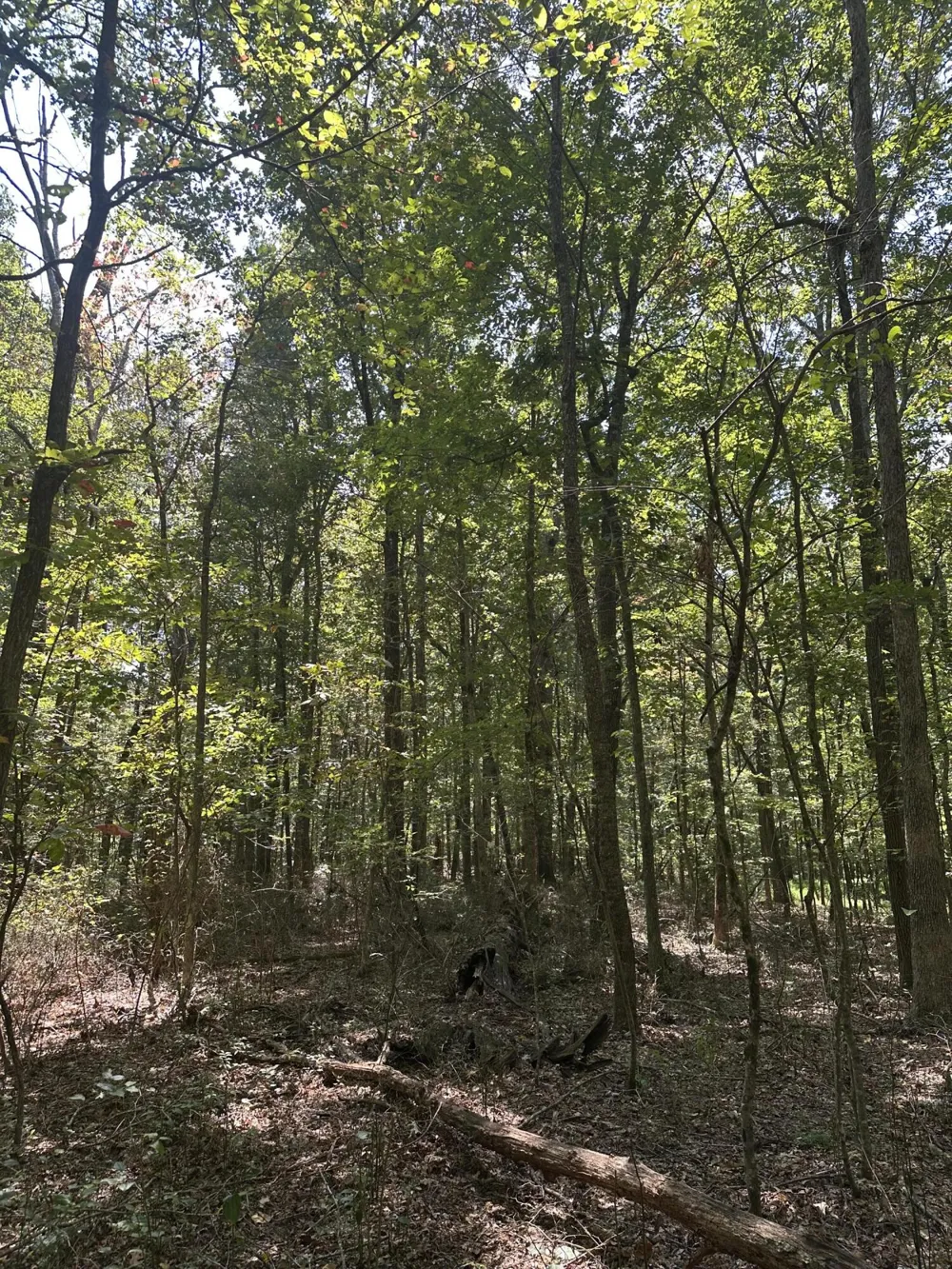 13 Hickory Hollow Sub Road Tracy City, TN 37387