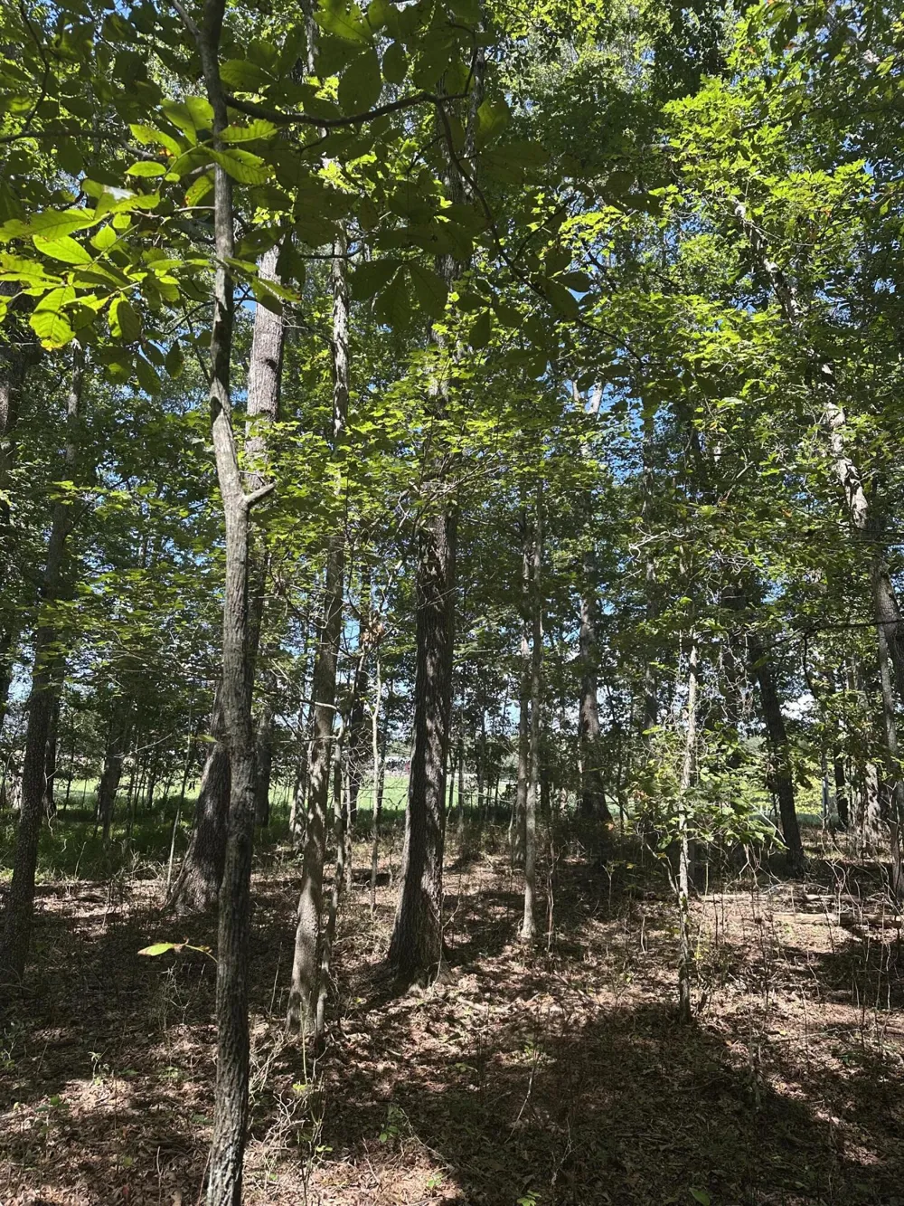 13 Hickory Hollow Sub Road Tracy City, TN 37387